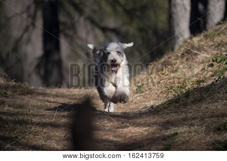Cute Bearded Collie dog running in forest
