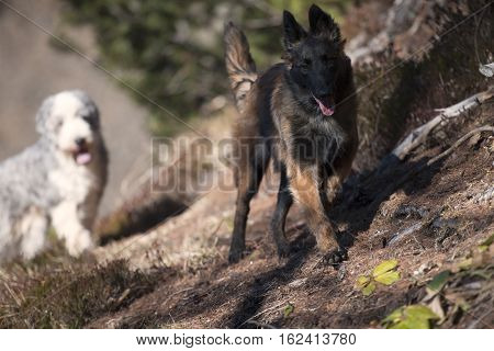 Dogs enjoying free time and walking in forest