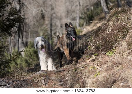 Two cute dog friends together exploring the world