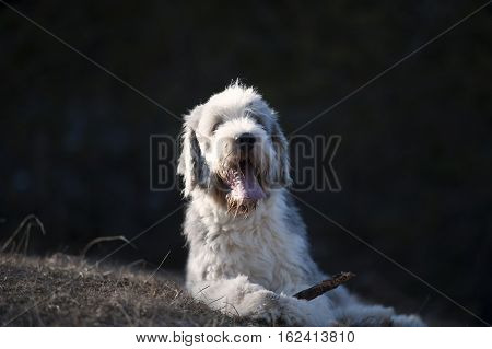 Happy Bearded Collie lying with a stick between his paws.