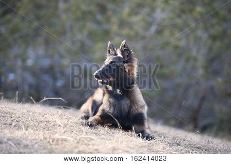 Belgian Shepherd puppy lying down.
He is looking away.
(long hair)
