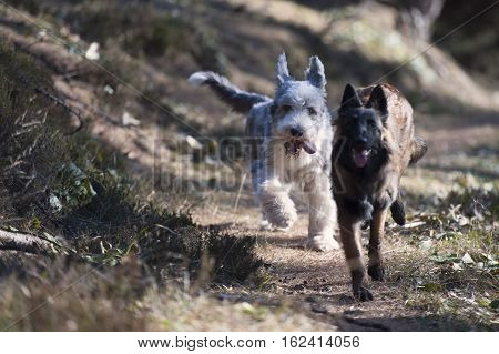 Two dogs running together
(focus on white dog)