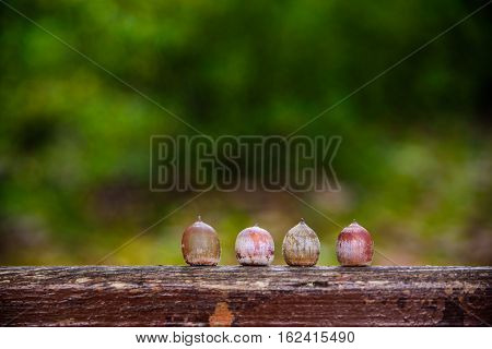 Four acorns laying on the piece of wood on the green bacjground with copyspace