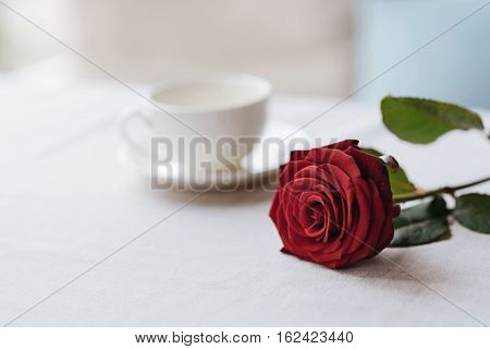Table for a couple in the restaurant. Red beautiful flavored rose lying on the table in the restaurant while emitting the fragrancy and being near the cup of tea