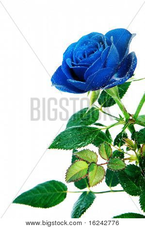 a  blue rose isolated on a white background