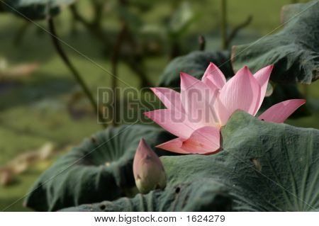 Blomstrende Lotus