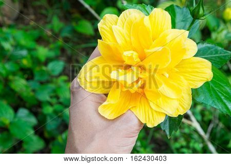 yellow flower on my hand in the garden This flower is hibiscus or china rose.