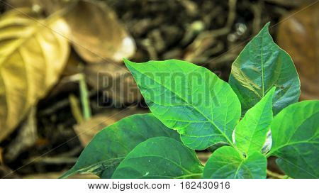 Green plant with glowing leaf. Plant background