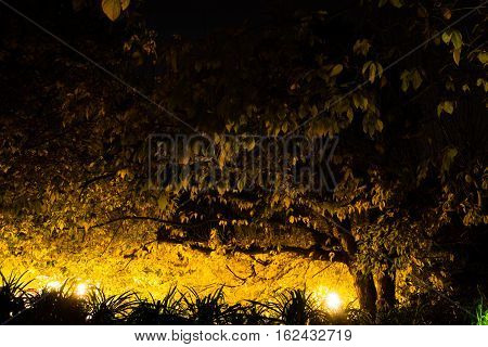 Branches and autumn leaves illuminated by lampposts creating a dark zone