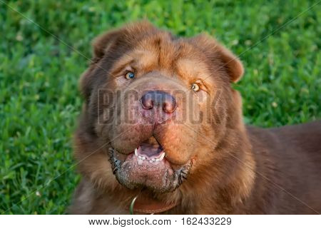 Brown shaggy dog in a dog collar on a background of green grass