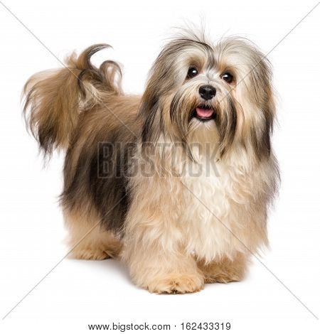 Beautiful happy young Bichon Havanese dog is standing and looking at camera - isolated on white background