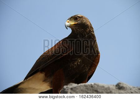 a magnificent eagle laying on a rock