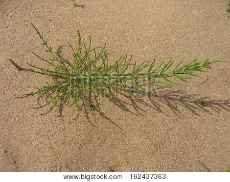SumSummer nature beach sand plants on the shoremer nature beach sand plants on the shore