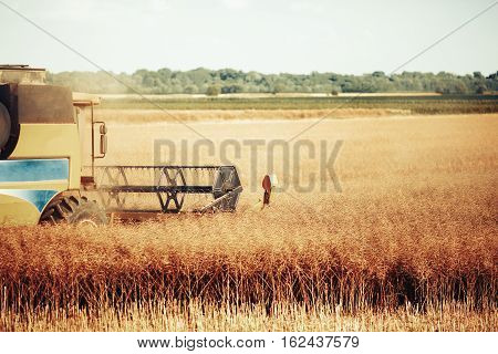 Agricultura machine harvesting crop in fields at summer