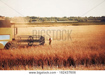 Agricultura machine harvesting crop in fields at summer