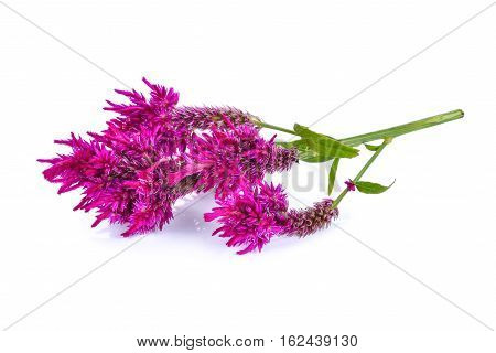 Wool flowerCelosia Argentea L. var cristata (L.) Kuntze isolated on white background