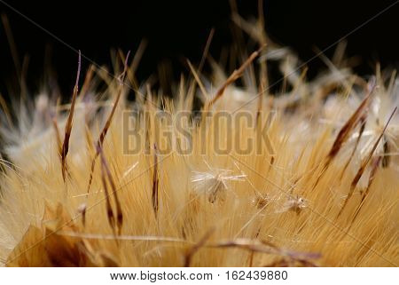 Dry flower of wild artichoke, starting to release its seeds, cynara cardunculus