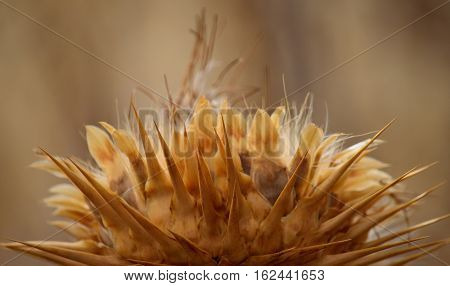 Dry flower of wild artichoke, cynara cardunculus