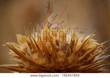 Dry flower of wild artichoke, cynara cardunculus
