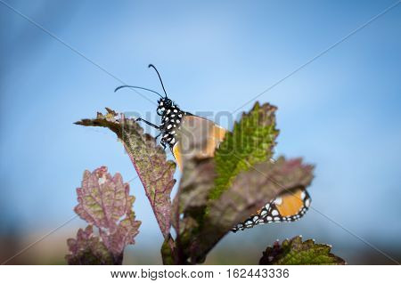 Beautiful Common Tiger butterfly on flower in the outdoor nature, Close up Common Tiger, Butterflies were flying in search of food.