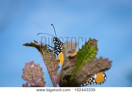 Beautiful Common Tiger butterfly on flower in the outdoor nature, Close up Common Tiger, Butterflies were flying in search of food.