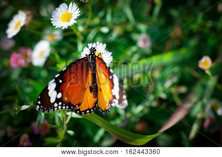 Beautiful Common Tiger butterfly on flower in the outdoor nature, Close up Common Tiger, Butterflies were flying in search of food.