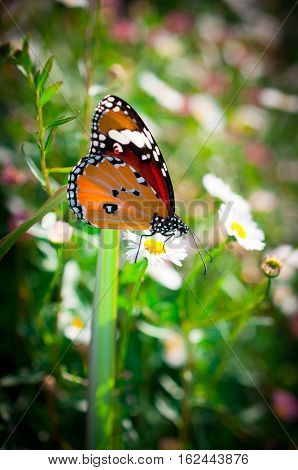 Beautiful Common Tiger butterfly on flower in the outdoor nature, Close up Common Tiger, Butterflies were flying in search of food.