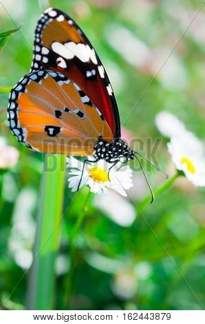 Beautiful Common Tiger butterfly on flower in the outdoor nature, Close up Common Tiger, Butterflies were flying in search of food.