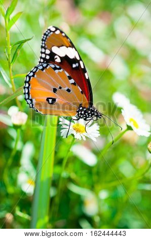 Beautiful Common Tiger butterfly on flower in the outdoor nature, Close up Common Tiger, Butterflies were flying in search of food.