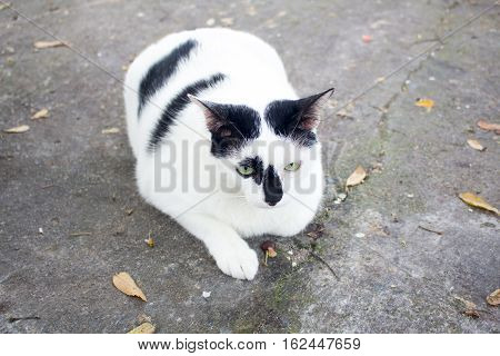 Siamese cat. White chubby. Fat cat close up.