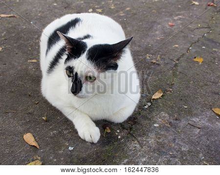 Siamese cat. White chubby. Fat cat close up.