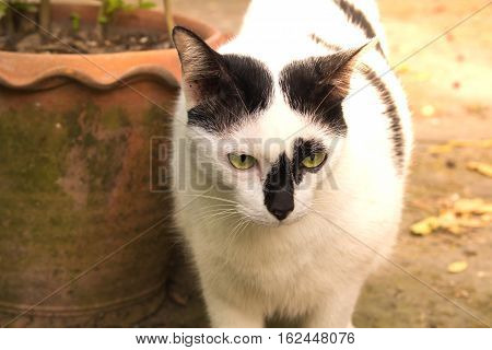 Siamese cat. White chubby. Fat cat close up.