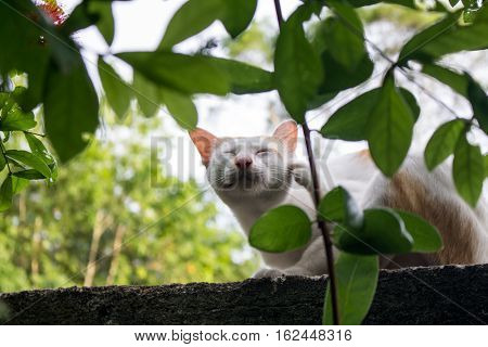 Siamese cat. White chubby. Fat cat close up.