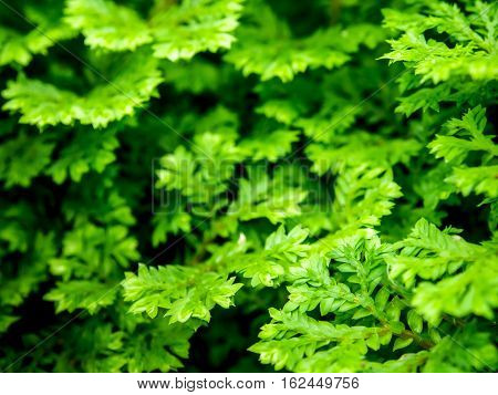 Freshness green leaf of Selaginella involvens fern