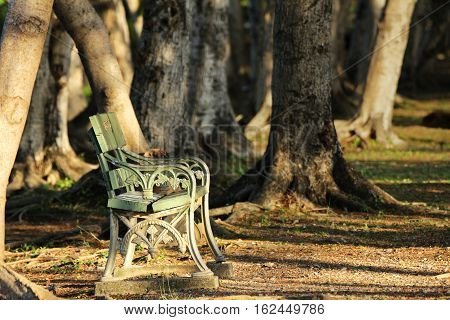 Lonely Chair under Sunshine in the Woods