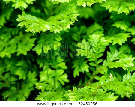 Freshness green leaf of Selaginella involvens fern