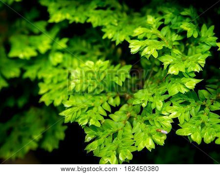 Freshness green leaf of Selaginella involvens fern