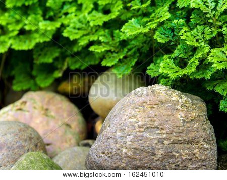 Freshness green and small leaf of Selaginella involvens fern on river rock