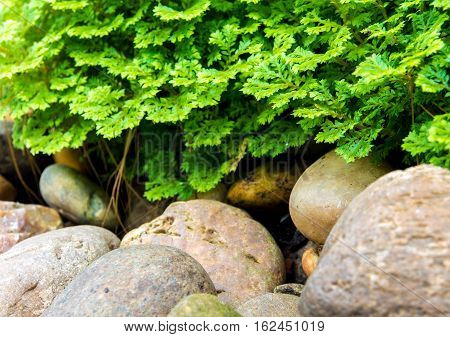 Freshness green and small leaf of Selaginella involvens fern on river rock