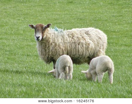 Ewe และ Lambs