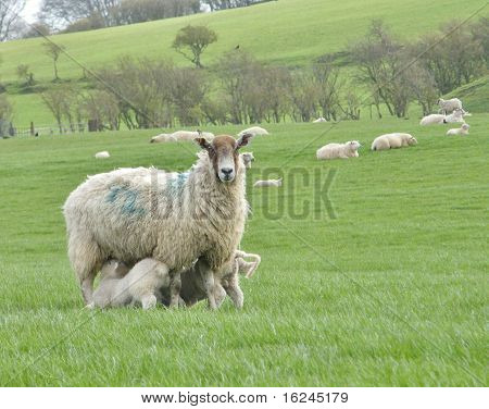 Ewe และ Lambs 2