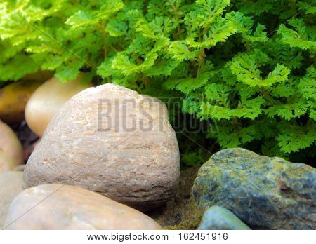 Freshness green and small leaf of Selaginella involvens fern on river rock