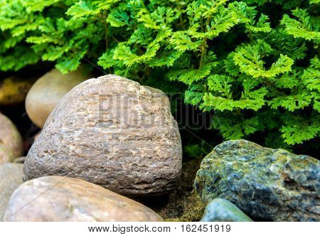 Freshness green and small leaf of Selaginella involvens fern on river rock