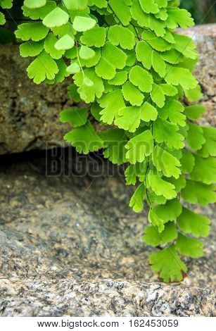 Freshness green and small leaf of Adiantum black leaf stalk fern