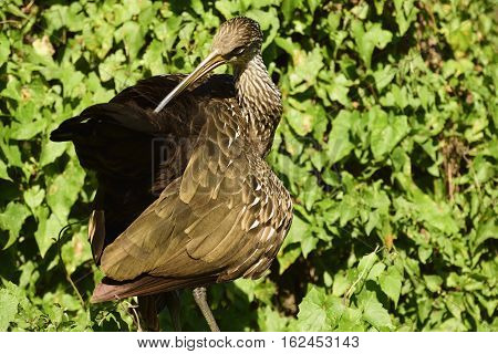 Profile of a Limpkin resting on foliage in a forest.