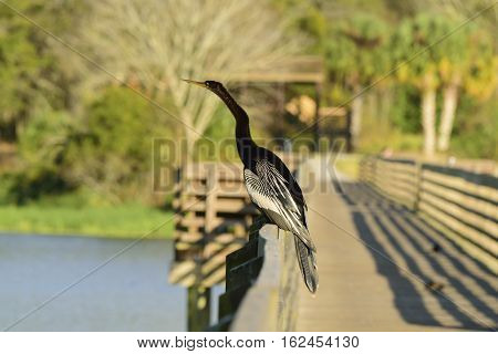 Anhinga on a boardwalk over the Gulf of Mexico.