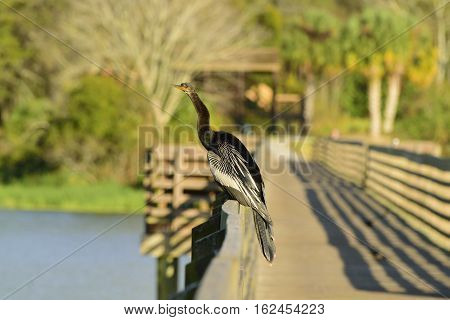 Anhinga on a boardwalk over the Gulf of Mexico.
