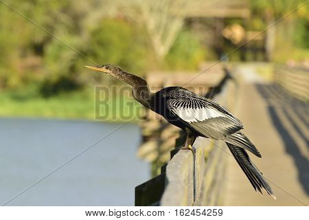 Anhinga on a boardwalk over the Gulf of Mexico.
