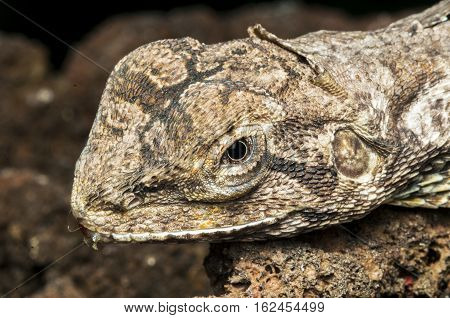 Forest dragon in tropic. Macro photo close up of reptiles