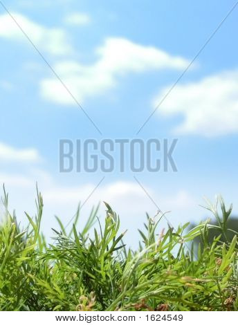 新鲜莳萝 1